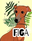 Figa