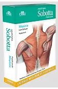 Anatomia Sobotta Flashcards Mięśnie